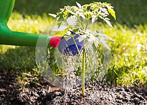 Watering seedling tomato plant in greenhouse garden