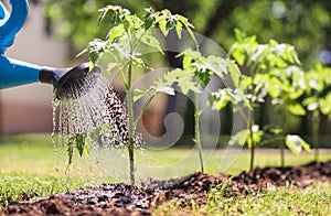 Watering seedling tomato plant in greenhouse garden