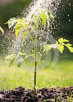 Watering seedling tomato plant in greenhouse garden