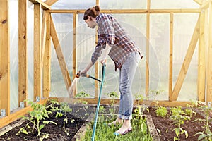 Watering seedling tomato plant in greenhouse with watering hose, vegetable garden. Gardening concept