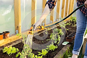 Watering seedling tomato plant in greenhouse with watering hose, vegetable garden. Gardening concept