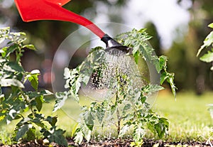 Watering seedling tomato in vegetable garden