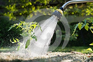 Watering seedling tomato