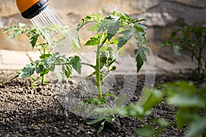 Watering seedling tomato in vegetable garden