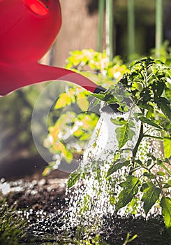 Watering seedling tomato in vegetable garden