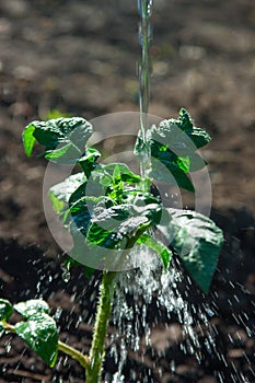 Watering seedling tomatoes of clean water