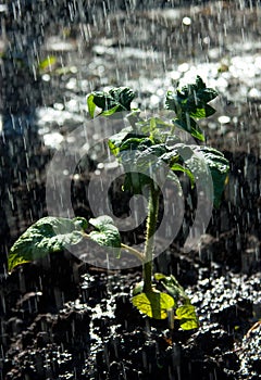 Watering seedling tomatoes of clean water