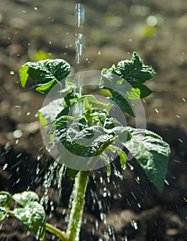 Watering seedling tomatoes of clean water