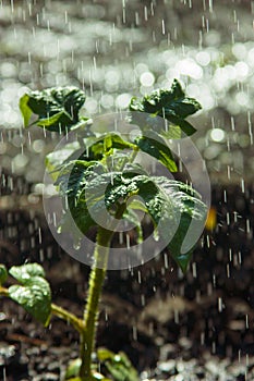 Watering seedling tomatoes of clean water