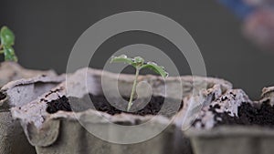 Watering seedlings in a peat pot from a pulverizer. Growing plants at home