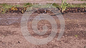 Watering small field on vegetables in the garden concept of waste and large water consumption drought parched land global warming