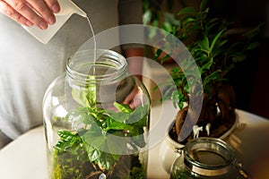 Watering a small forest in a jar