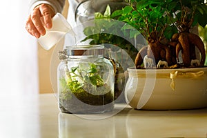 Watering a small forest in a jar