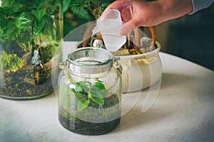 Watering a small forest in a jar