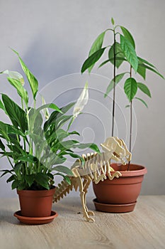 Watering, spraying and caring for domestic plants, women`s Hobbies, greenery in the apartment