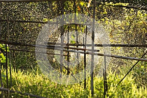 Watering with a sprinkler in the vegetable garden