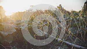 Watering of the strands of cucumbers with irrigation at sunset in rays of sun in Slow Motion.