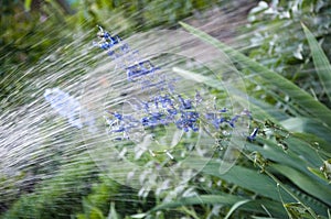 Watering summer garden. villatic holiday season. Delphinium flower candle. Delphinium flower blooming. spring. nature environment