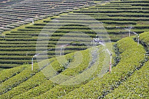 Watering at Tea Plantation, Chui Fong Tea Plantation, Mae Salong Mountain, Chiangrai, Thailand