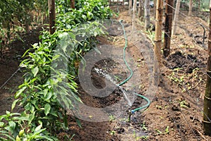 The watering technology developed in the upland gardens.