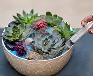 Watering terrarium with needle