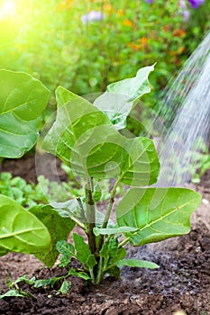 Watering the tobacco-plant