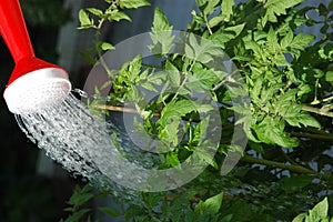 Irrigazione pomodoro impianti 