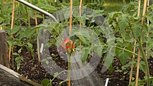 Watering tomatoe plants with water spray lance in garden