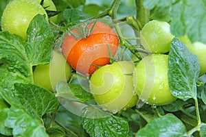 Watering Tomatoes