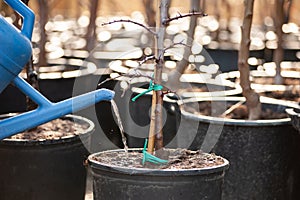Watering after transplantation, at the nursery
