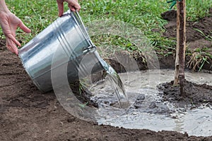 Watering tree seedlings after planting