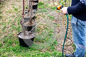 Watering trees in a garden nursery. A gardener waters a fruit tree in a container with soil on a spring day