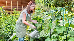 Watering vegetable garden. A woman gardener in an apron and gloves waters the beds with organic vegetables. Caring for cucumber