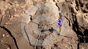 Watering a violet flower growing on the dried up grounds