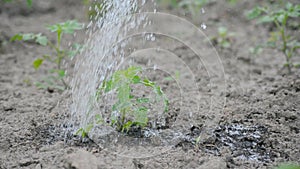 Watering from a watering can.