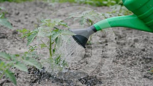 Watering from a watering can.