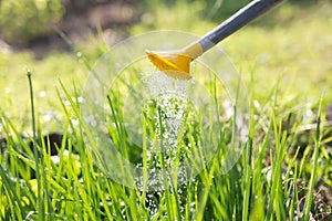 Watering. Watering garden. Vegetables. Onion. Summer. Garden farming concept.