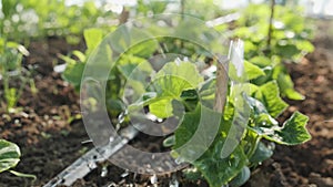 Watering young cucumber plants in small greenhouse