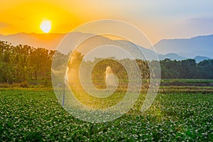 Watering young green corn field in the agricultural garden by water springer and light shines sunset.