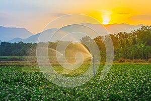 Watering young green corn field in the agricultural garden by water springer and light shines sunset.