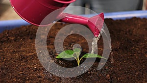 Watering a young plant close up