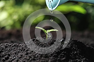 Watering young seedling in fertile soil