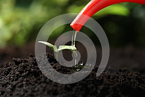 Watering young seedling in fertile soil, closeup