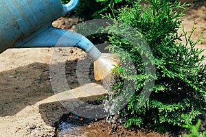 Watering young thuja plant by watering can. Gardening concept