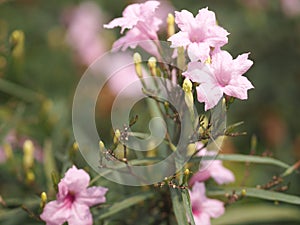 Waterkanon, Watrakanu, Minnieroot, Iron root, Feverroot, Popping pod, Cracker plant, Trai-no, Toi ting ACANTHACEAE, Brittonâ€™s