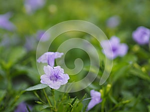 Waterkanon, Watrakanu, Minnieroot, Iron root, Feverroot, Popping pod, Cracker plant, Trai-no, Toi ting ACANTHACEAE, Brittonâ€™s