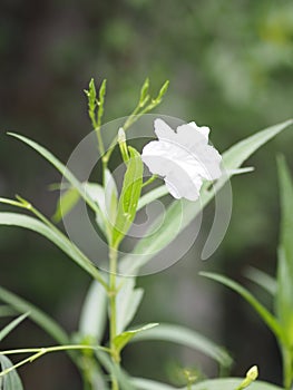 Waterkanon, Watrakanu, Minnieroot, Iron root, Feverroot, Popping pod, Cracker plant, Trai-no, Toi ting ACANTHACEAE, Brittonâ€™s