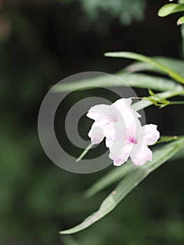 Waterkanon, Watrakanu, Minnieroot, Iron root, Feverroot, Popping pod, Cracker plant, Trai-no, Toi ting ACANTHACEAE, Brittonâ€™s