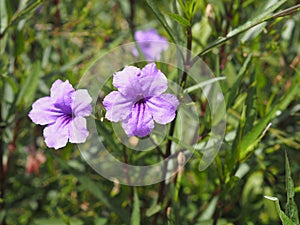 Waterkanon, Watrakanu, Minnieroot, Iron root, Feverroot, Popping pod, Cracker plant, Trai-no, Toi ting ACANTHACEAE, Brittonâ€™s