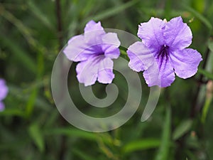 Waterkanon, Watrakanu, Minnieroot, Iron root, Feverroot, Popping pod, Cracker plant, Trai-no, Toi ting ACANTHACEAE, Brittonâ€™s